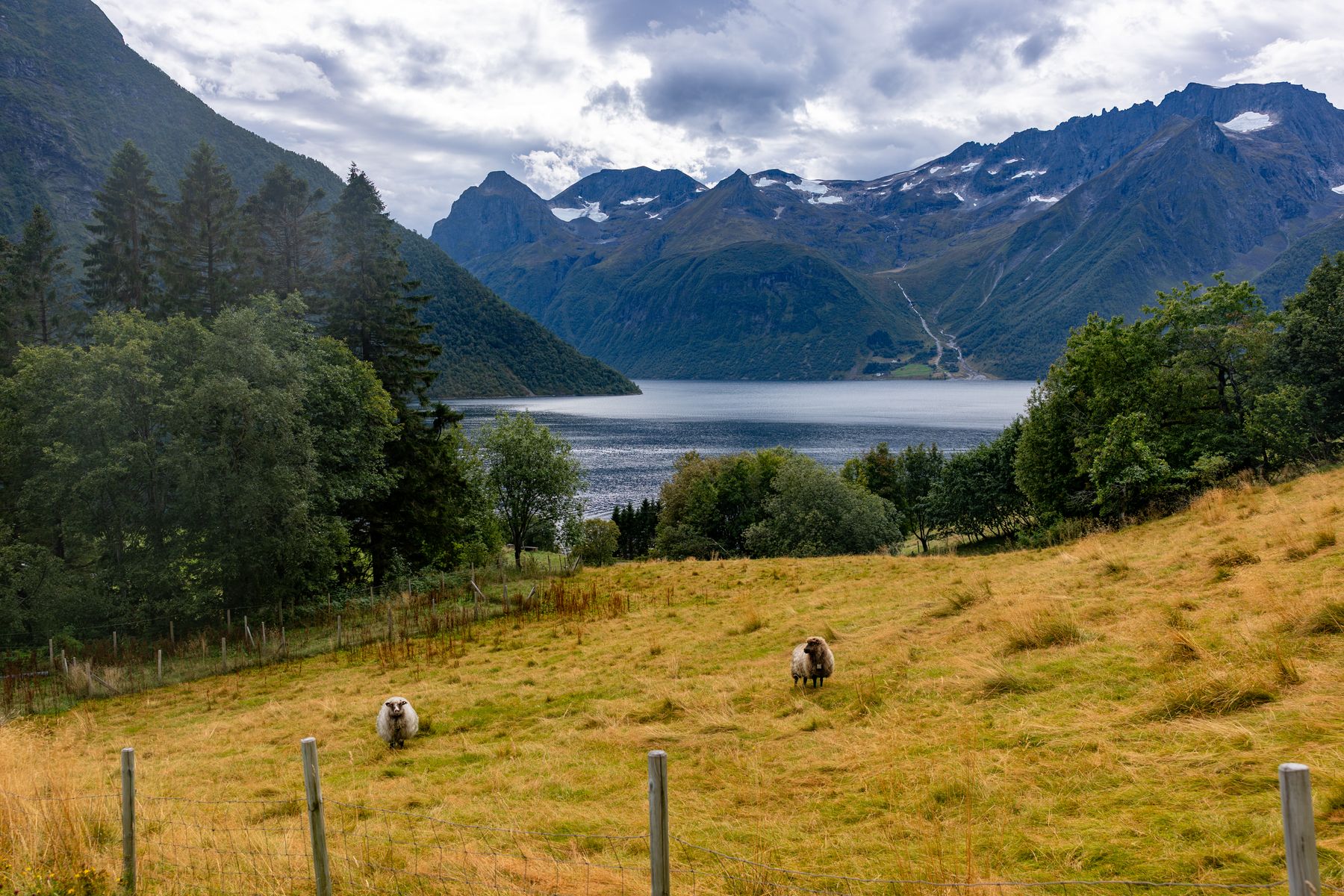 Friendly, Fluffy Sheep of Indre-Urke